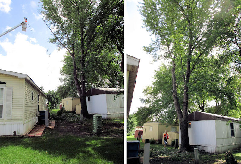20150710 1500 treeTrimming.jpg